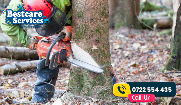 Treecutting services in Nairobi