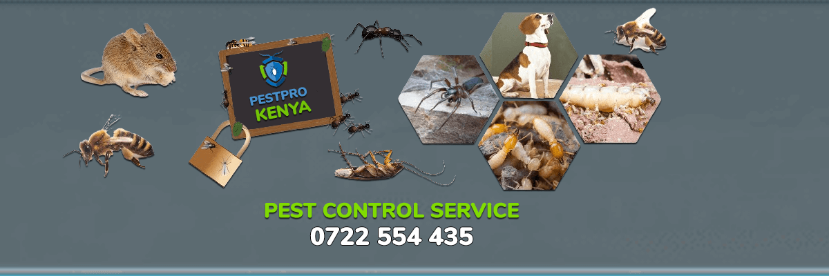 Pest control fumigation service — Pest Control Service Center Nairobi