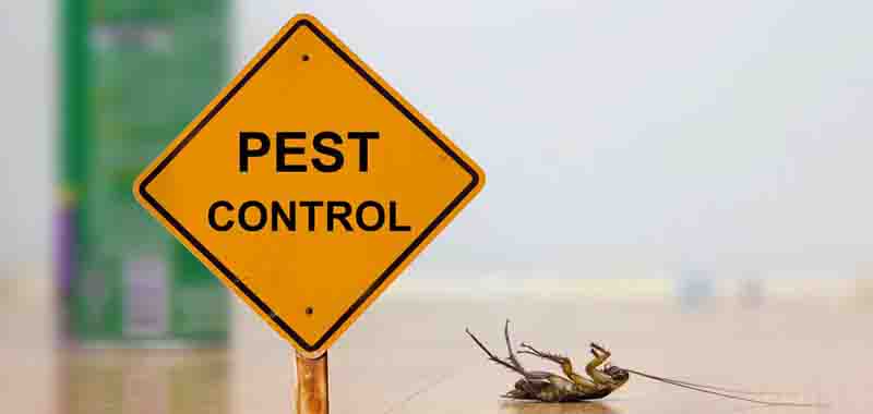 Cocroach Pest Control in Nairobi