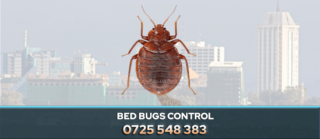 Bed Bug Control in Nairobi and Kenya 0722466901