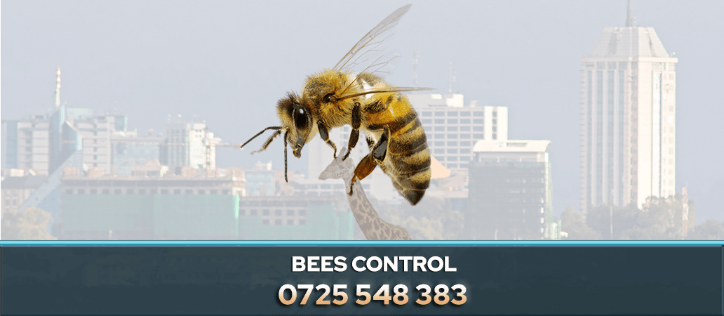 Safe Bee Control & Removal in Nairobi 0722466901 Efficient Service