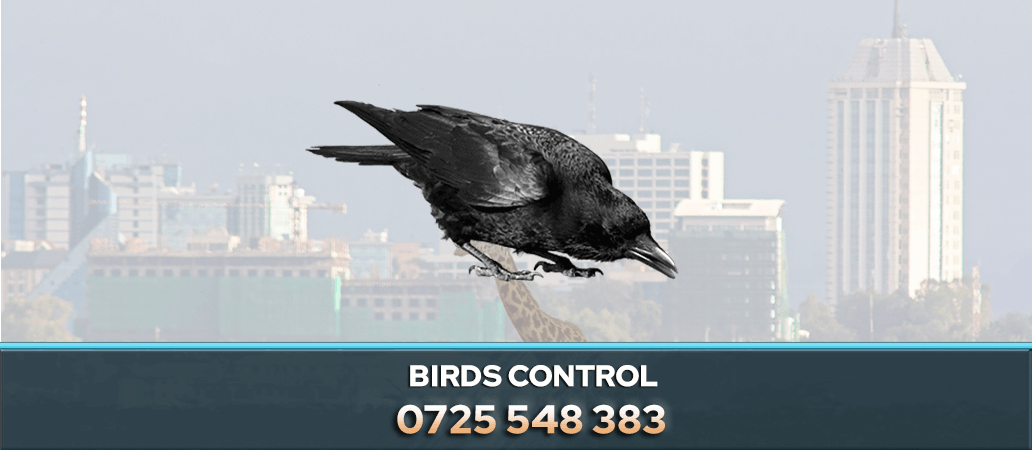 Birds Control and Removal in Nairobi 0722466901