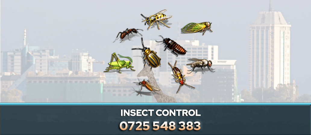 Weevils Control Service in Nairobi, Kenya 0722466901