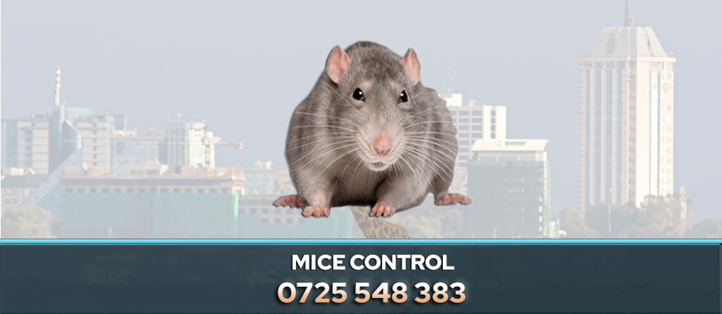 Mice Control Service in Nairobi, Kenya 0722466901 PestPro Fumigators