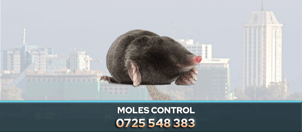 Mole Control Service in Nairobi, Kenya 0722466901