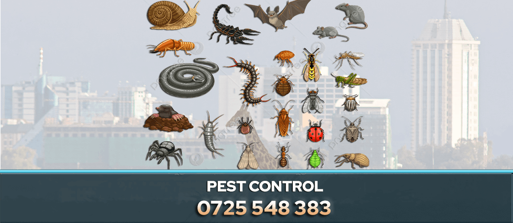 Snake Control in Nairobi, Kenya 0722466901 | Excellent Pest Control