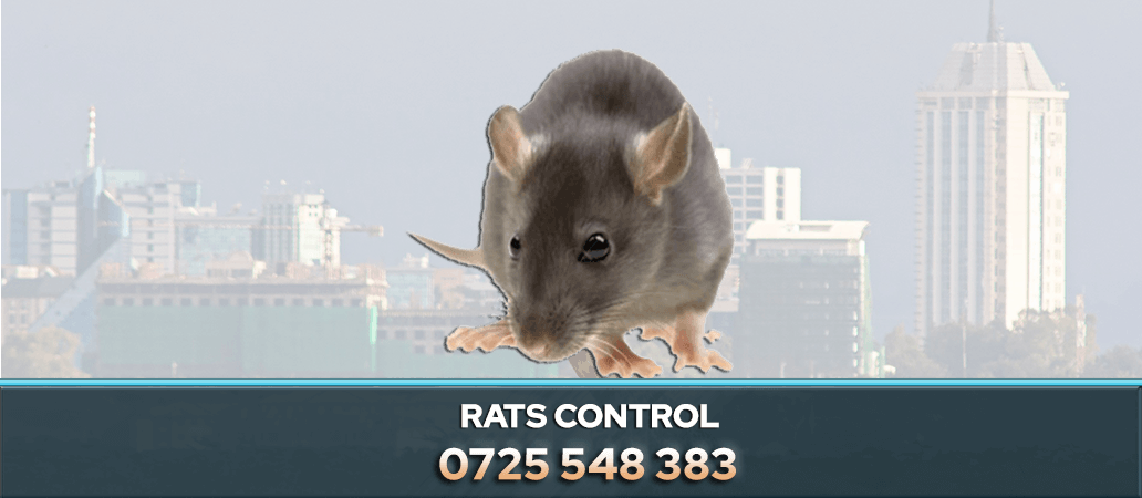 Rat Control in Nairobi, Kenya 0722466901 | Best Pest Control, Fumigation